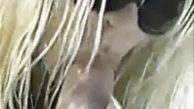 قضيب كبير ، سكس اجنبي محارم جديد كتكوت ضيق
